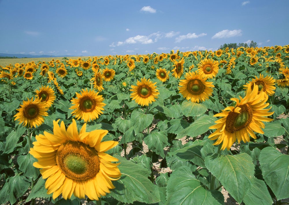 Sunflower fields — Inner Mongolia origin